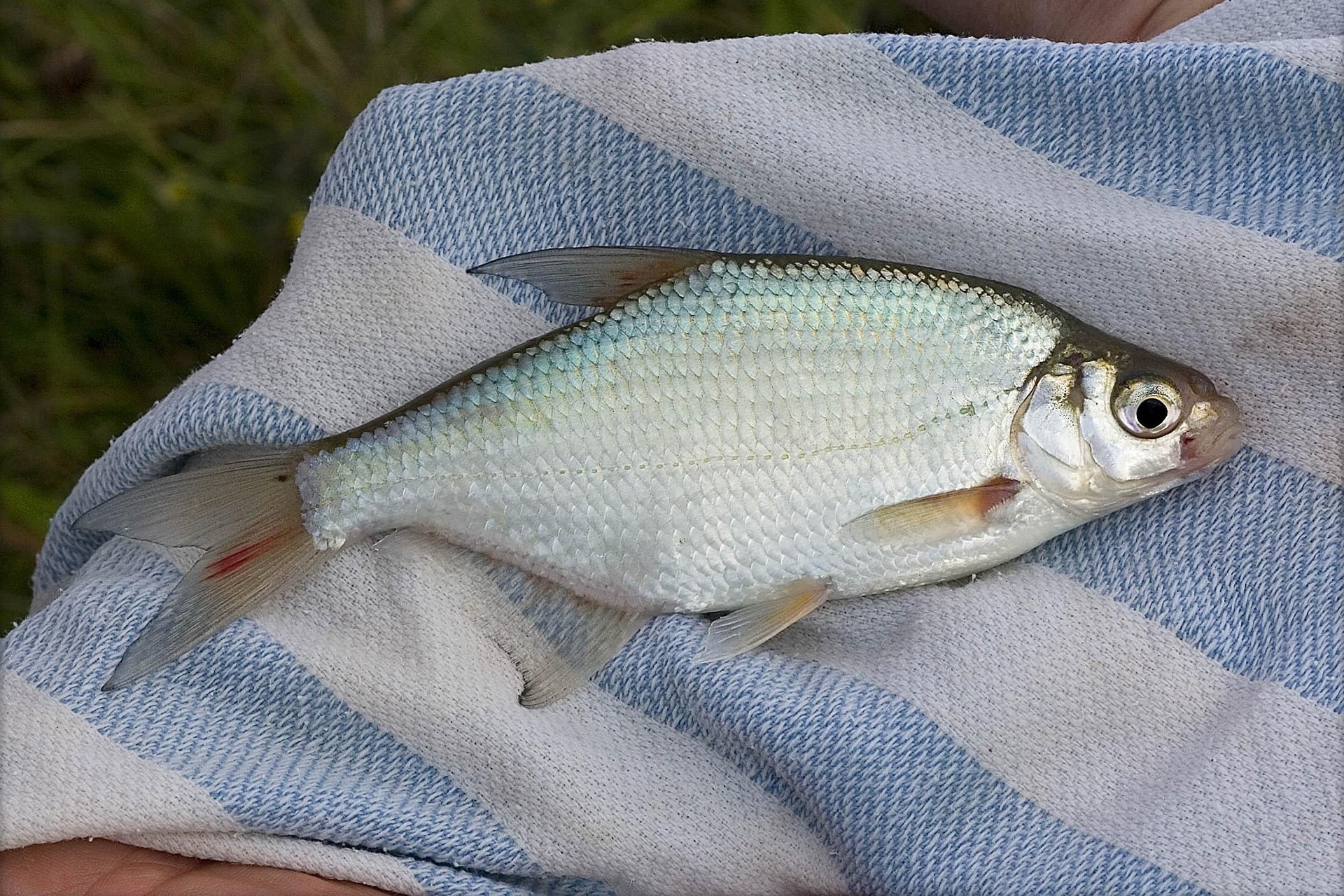 Лещ